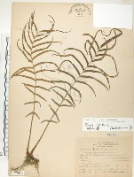 藏品(鱗蓋鳳尾蕨)的圖片