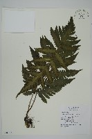 藏品(排灣三叉蕨)的圖片