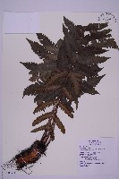 藏品(排灣三叉蕨)的圖片