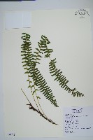 藏品(攀緣鱗始蕨)的圖片