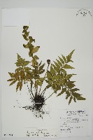 藏品(鐮葉鐵角蕨)的圖片