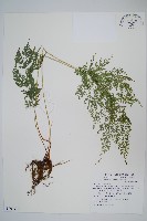 藏品(日本金粉蕨)的圖片