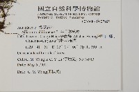 藏品(半月形鐵線蕨)的圖片