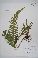 藏品(翅軸假金星蕨、短柄卵果蕨)的圖片