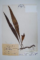 藏品(星蕨)的圖片