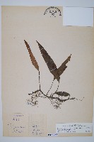 藏品(單葉雙蓋蕨)的圖片