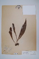 藏品(臺灣車前蕨)的圖片