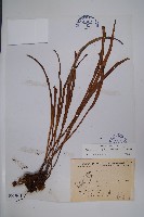 藏品(書帶蕨)的圖片