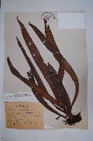 藏品(蘭嶼車前蕨)的圖片