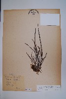 藏品(姬書帶蕨)的圖片