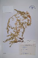 藏品(疏葉卷柏)的圖片