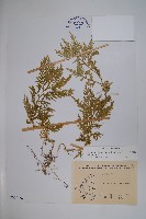 藏品(全緣卷柏)的圖片