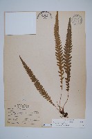 藏品(翅軸假金星蕨、短柄卵果蕨)的圖片