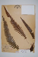 藏品(翅軸假金星蕨、短柄卵果蕨)的圖片