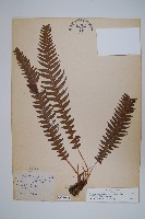 藏品(翅軸假金星蕨、短柄卵果蕨)的圖片
