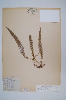 藏品(翅軸假金星蕨、短柄卵果蕨)的圖片