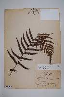 藏品(毛蕨)的圖片