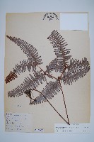 藏品(芒萁)的圖片