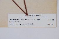 藏品(芒萁)的圖片