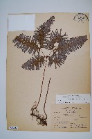 藏品(芒萁)的圖片