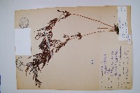 藏品(烏蕨)的圖片