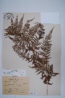 藏品(粗毛金星蕨)的圖片