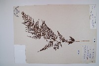 藏品(烏蕨)的圖片