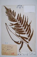 藏品(萊氏鐵角蕨)的圖片