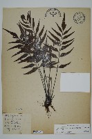 藏品(革葉鐵角蕨)的圖片