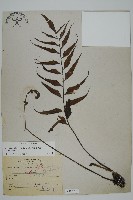 藏品(革葉鐵角蕨)的圖片