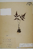 藏品(革葉鐵角蕨)的圖片