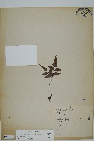 藏品(革葉鐵角蕨)的圖片