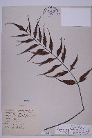 藏品(革葉鐵角蕨)的圖片