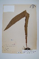 藏品(星蕨)的圖片