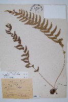 藏品(臺灣耳蕨)的圖片