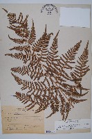 藏品(蕨)的圖片