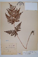 藏品(蕨)的圖片