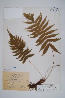 藏品(密毛毛蕨)的圖片