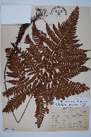 藏品(臺灣鱗毛蕨)的圖片