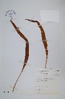 藏品(麟瓦葦、川上氏瓦葦)的圖片