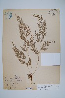 藏品(日本金粉蕨)的圖片