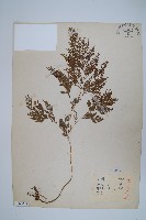 藏品(日本金粉蕨)的圖片