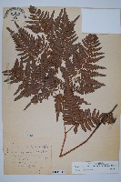 藏品(蕨)的圖片