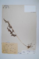 藏品(日本金粉蕨)的圖片