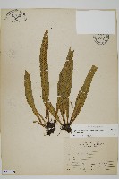 藏品(叢葉鐵角蕨)的圖片