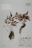 藏品(革葉鐵角蕨)的圖片