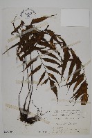 藏品(革葉鐵角蕨)的圖片