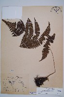 藏品(黑葉貞蕨)的圖片