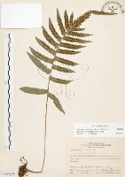 藏品(毛蕨)的圖片