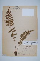 藏品(野毛蕨)的圖片